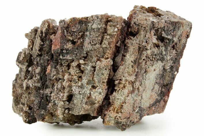 Devonian Petrified Wood (Callixylon) Section - Oldest True Wood #363358